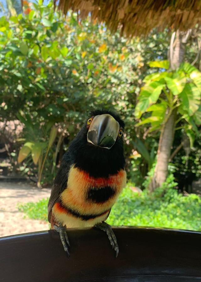 Bohemia Beach Tayrona Guachaca Kültér fotó